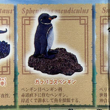 Cargar imagen en el visor de la galería, Galapagos Penguin - Trading Figure - Minifigure