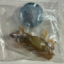 Cargar imagen en el visor de la galería, Seven-gill Shark / Cephaloscyllium umbratile - Trading Figure - Miniature
