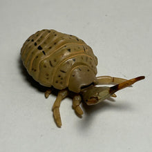 Load image into Gallery viewer, Antlion (Larva) - Trading Figure - Miniature (078)