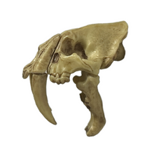 Load image into Gallery viewer, Smilodon (skull) - Trading Figure - Miniature (048)