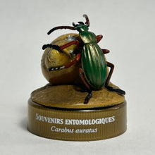 Cargar imagen en el visor de la galería, Golden Ground Beetle (Carabus albrechti) - Mini Figure - Bottle Cap - Cuchiwaii