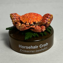Cargar imagen en el visor de la galería, Horsehair crab / Erimacrus isenbekii - Trading Figure - Miniature - Cuchiwaii