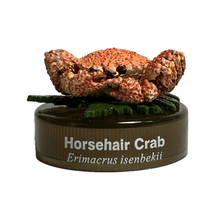 Cargar imagen en el visor de la galería, Horsehair crab / Erimacrus isenbekii - Trading Figure - Miniature - Cuchiwaii