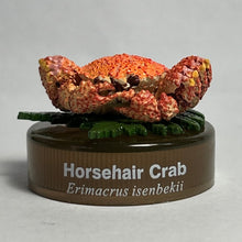 Cargar imagen en el visor de la galería, Horsehair crab / Erimacrus isenbekii - Trading Figure - Miniature - Cuchiwaii
