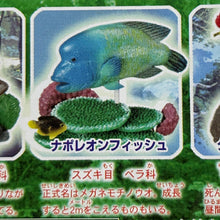 Load image into Gallery viewer, Napoleonfish - Trading Figure - Minifigure - Cuchiwaii