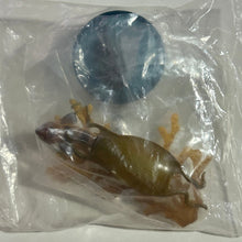 Load image into Gallery viewer, Seven-gill Shark / Cephaloscyllium umbratile - Trading Figure - Miniature - Cuchiwaii