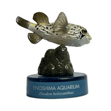 Load image into Gallery viewer, Pufferfish / Diodon holocanthus - Trading Figure - Miniature
