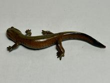 Load image into Gallery viewer, Kasumi Salamander - Trading Figure - Miniature (162)
