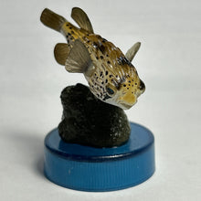 Load image into Gallery viewer, Pufferfish / Diodon holocanthus - Trading Figure - Miniature
