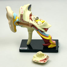 Cargar imagen en el visor de la galería, 4. Ear Structure Model - Human Anatomy 1
