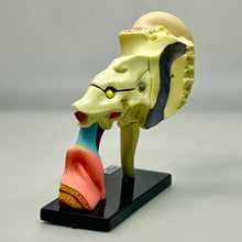 Cargar imagen en el visor de la galería, 4. Ear Structure Model - Human Anatomy 1
