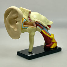 Cargar imagen en el visor de la galería, 4. Ear Structure Model - Human Anatomy 1
