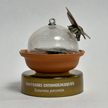 Cargar imagen en el visor de la galería, Japanese Emperor Moth (Saturnia Pavonia) - Mini Figure - Bottle Cap
