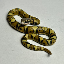 Load image into Gallery viewer, Japanese Mamushi (Pit viper) - Trading Figure - Miniature (134)
