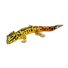 Cargar imagen en el visor de la galería, Leopard Gecko - Trading Figure - Miniature - 008 P05
