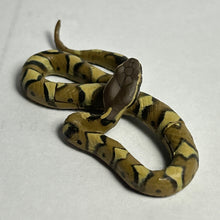 Load image into Gallery viewer, Japanese Mamushi (Pit viper) - Trading Figure - Miniature (134)
