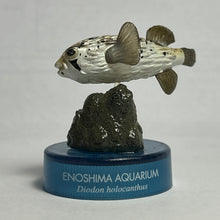 Load image into Gallery viewer, Pufferfish / Diodon holocanthus - Trading Figure - Miniature
