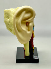 Cargar imagen en el visor de la galería, 4. Ear Structure Model - Human Anatomy 1
