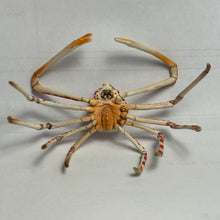 Cargar imagen en el visor de la galería, Spider crab - Trading Figure - Miniature - 155

