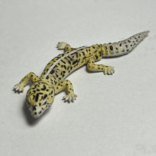 Load image into Gallery viewer, Leopard Gecko - Trading Figure - Miniature - 064 P05-B
