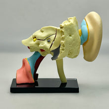 Cargar imagen en el visor de la galería, 4. Ear Structure Model - Human Anatomy 1
