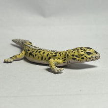 Load image into Gallery viewer, Leopard Gecko - Trading Figure - Miniature - 064 P05-B
