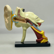 Cargar imagen en el visor de la galería, 4. Ear Structure Model - Human Anatomy 1
