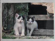 Load image into Gallery viewer, Mitsuaki Iwago Kitten Goods Mini Clear File
