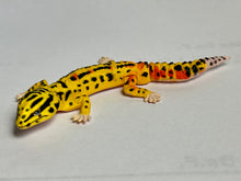 Cargar imagen en el visor de la galería, Leopard Gecko - Trading Figure - Miniature - 008 P05

