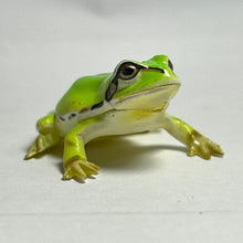 Load image into Gallery viewer, Japanese Tree Frog - Trading Figure - Miniature - 018C

