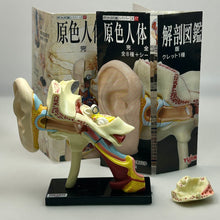 Cargar imagen en el visor de la galería, 4. Ear Structure Model - Human Anatomy 1

