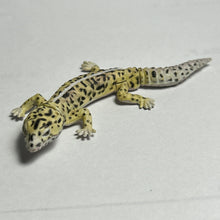 Load image into Gallery viewer, Leopard Gecko - Trading Figure - Miniature - 064 P05-B
