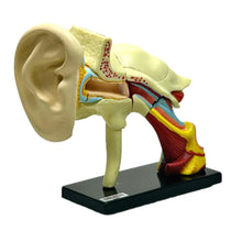 Cargar imagen en el visor de la galería, 4. Ear Structure Model - Human Anatomy 1
