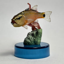Cargar imagen en el visor de la galería, Carfinalfish / Apogon notatus - Trading Figure - Miniature - Cuchiwaii

