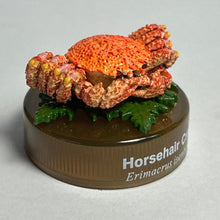 Cargar imagen en el visor de la galería, Horsehair crab / Erimacrus isenbekii - Trading Figure - Miniature - Cuchiwaii
