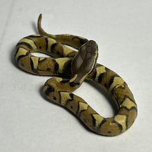 Load image into Gallery viewer, Japanese Mamushi (Pit viper) - Trading Figure - Miniature (134) - Cuchiwaii

