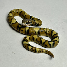 Load image into Gallery viewer, Japanese Mamushi (Pit viper) - Trading Figure - Miniature (134) - Cuchiwaii
