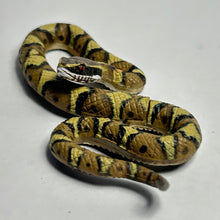 Cargar imagen en el visor de la galería, Japanese pit viper / Mamushi - Trading Figure - Miniature - 134 - Cuchiwaii
