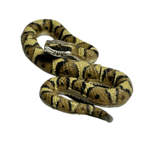 Cargar imagen en el visor de la galería, Japanese pit viper / Mamushi - Trading Figure - Miniature - 134 - Cuchiwaii
