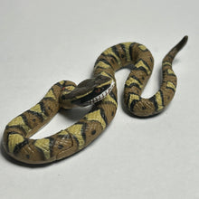 Cargar imagen en el visor de la galería, Japanese pit viper / Mamushi - Trading Figure - Miniature - 134 - Cuchiwaii
