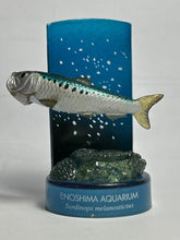 Load image into Gallery viewer, Japanese sardine / Sardinops melanostictus - Trading Figure - Miniature - Cuchiwaii
