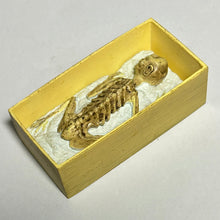 Cargar imagen en el visor de la galería, Kappa Mummy - Figure - Collect Club Series (2) - Cuchiwaii

