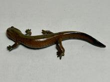 Load image into Gallery viewer, Kasumi Salamander - Trading Figure - Miniature (162) - Cuchiwaii

