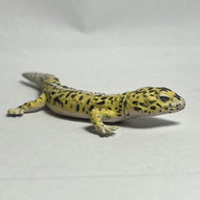 Cargar imagen en el visor de la galería, Leopard Gecko - Trading Figure - Miniature - 064 P05-B - Cuchiwaii
