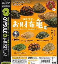 Load image into Gallery viewer, Northern Indian Box Turtle - Figure - Miniature - Cuchiwaii
