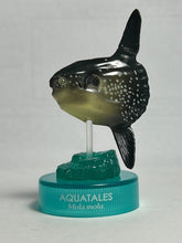 Cargar imagen en el visor de la galería, Ocean sunfish / Mola mola - Trading Figure - Miniature - Cuchiwaii
