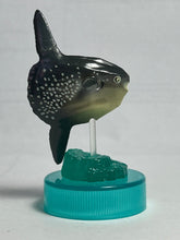 Cargar imagen en el visor de la galería, Ocean sunfish / Mola mola - Trading Figure - Miniature - Cuchiwaii
