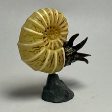 Load image into Gallery viewer, Pachydiscus - Trading Figure - Miniature (017) - Cuchiwaii
