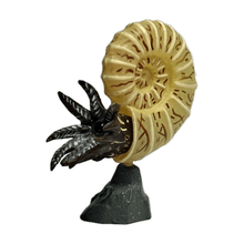 Load image into Gallery viewer, Pachydiscus - Trading Figure - Miniature (017) - Cuchiwaii
