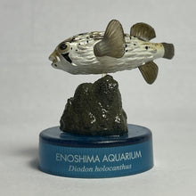 Cargar imagen en el visor de la galería, Pufferfish / Diodon holocanthus - Trading Figure - Miniature - Cuchiwaii

